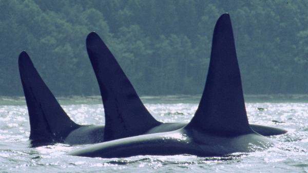 Photo of Orcinus orca by <a href="http://www.seakayakbc.com">Brian Collen</a>